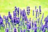Lavender wall mural FP 556 - Graphic design featuring purple lavender flowers on a green background.
