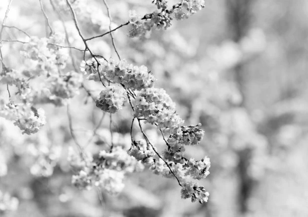 Wall mural of a stunning blooming tree FP 522 - Graphic design. White flowers on branches.