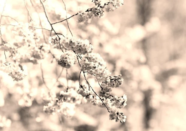 Wall mural of a stunning blooming tree FP 522 - Graphic design featuring branches with flowers in shades.