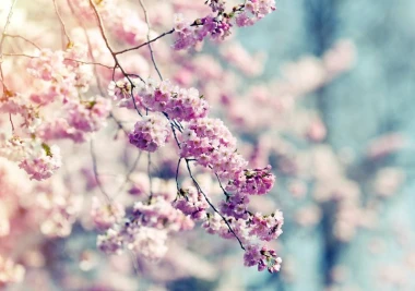 Wall mural of a stunning blooming tree FP 522 - Graphic design. Pink flowers on branches.
