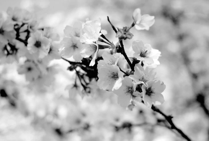 Spring branch wallpaper FP 601 - Graphic design with white flowers on a dark background, featuring delicate shapes.