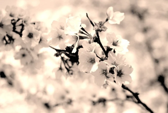 Spring branch wall mural FP 601 - Graphic design. Flowers in shades of white and soft pink.