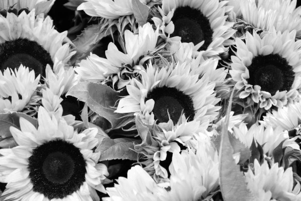 Sunflower sea wall mural FP 653 - Graphic design featuring sunflowers in various shades of yellow and brown.