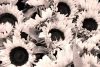 Sunflower wall mural FP 653 - Graphic design featuring sunflowers with large dark centers and bright petals.
