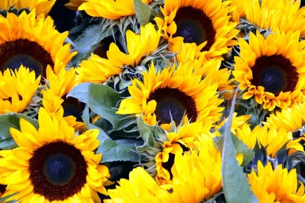 Wall mural sea of sunflowers FP 653 - Graphic design. Yellow sunflowers with dark centers on a green background.