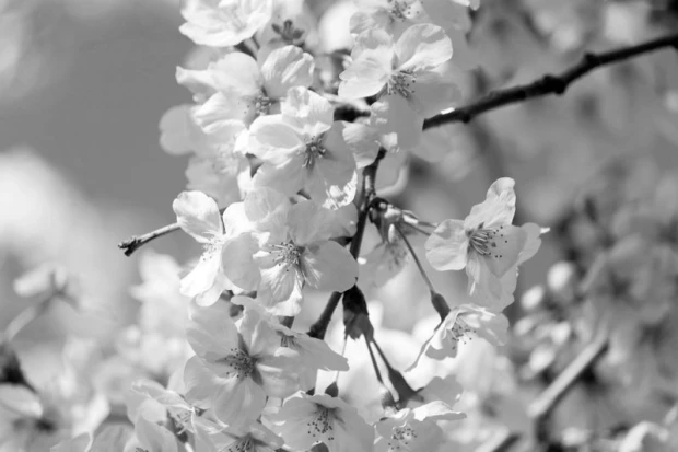 Cherry blossom wall mural FP 702 - Graphic design. White flowers on a branch.