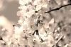 Cherry blossom wall mural FP 702 - Graphic design featuring white and soft pink flowers on branches.