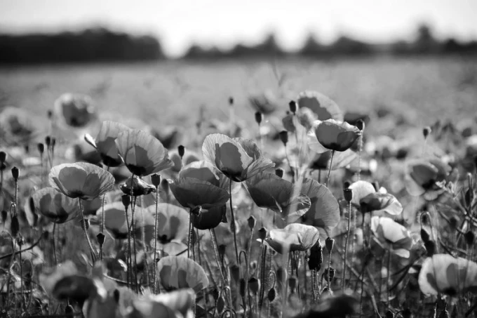 Wall mural of a red poppy meadow FP 733 - Graphic design with red poppies on a green meadow background in various shapes.