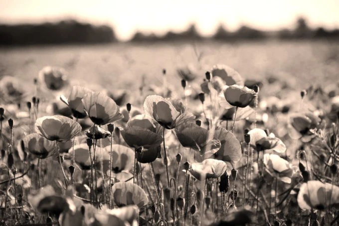 Wall mural of a red poppy meadow FP 733 - Graphic design. Red poppies against a green meadow in soft light.