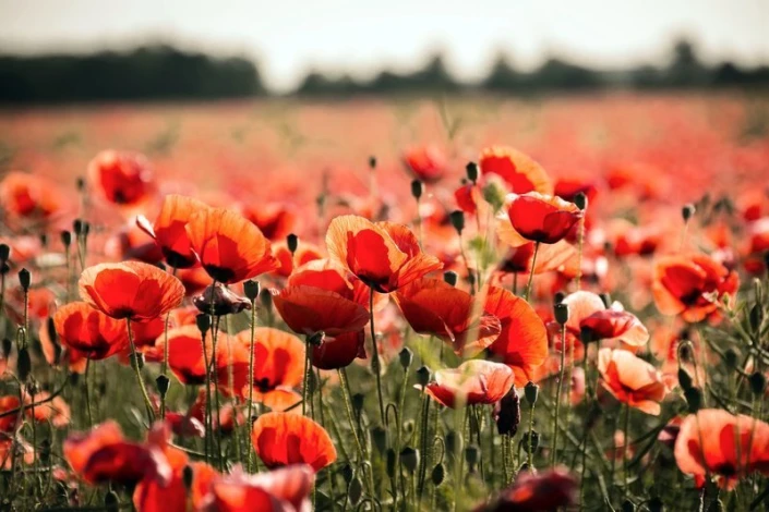 Wall mural of a red poppy meadow FP 733 - Graphic design. Red poppies on a green background in various shapes.