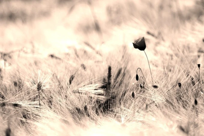 Wall mural featuring a single poppy in grasses FP 724 - Graphic design. Poppy against soft grasses, monochromatic.