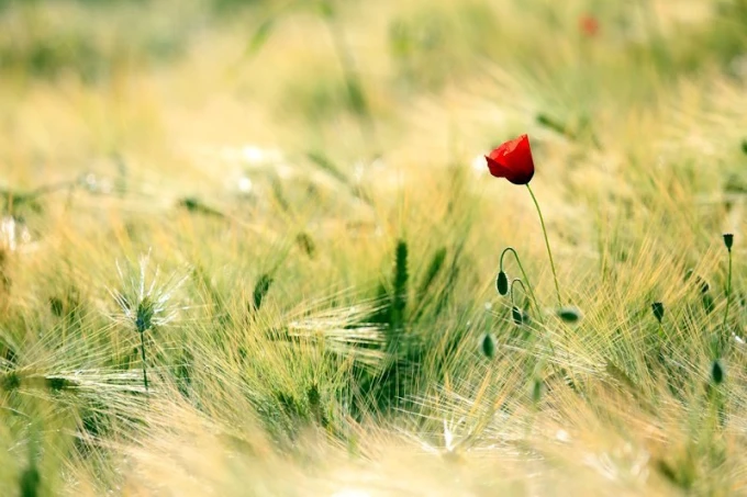 Wall mural featuring a single red poppy in green grasses - Graphic design.
