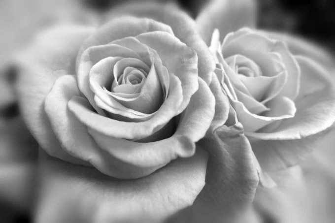 Romantic rose wall mural FP 693 - Graphic design featuring two gray roses with visible petals.