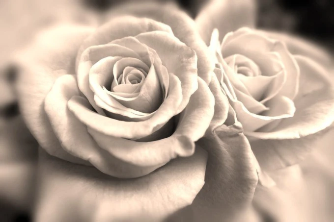 Wall mural romantic roses FP 693 - Graphic design. Two beige roses with visible petals.