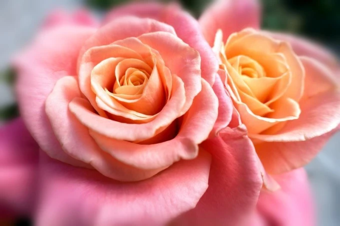 Wall mural romantic roses FP 693 - Graphic design featuring two pink rose flowers with delicate petals.