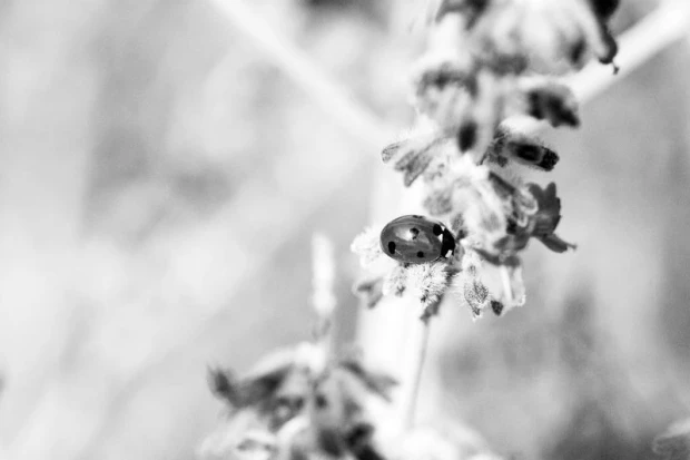 Wall mural of a ladybug walking on lavender FP 763 - Graphic design in shades of black.