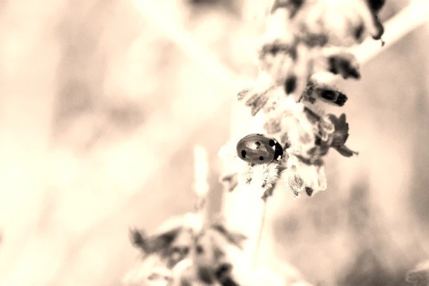 Wall mural of a ladybug walking on lavender FP 763 - Graphic design with clear details.
