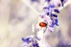 Wall mural of a ladybug walking on lavender FP 763 - Graphic design featuring a ladybug against purple lavender flowers.