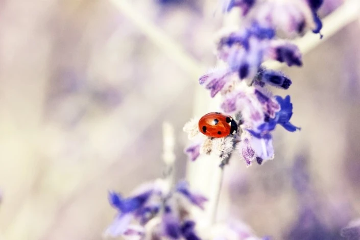 Wall mural of a ladybug walking on lavender FP 763 - Graphic design featuring a ladybug against purple lavender flowers.
