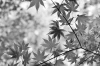 Wall mural in an interesting leaf color FP 776 - Graphic pattern. Leaves in various shapes and shades of gray.