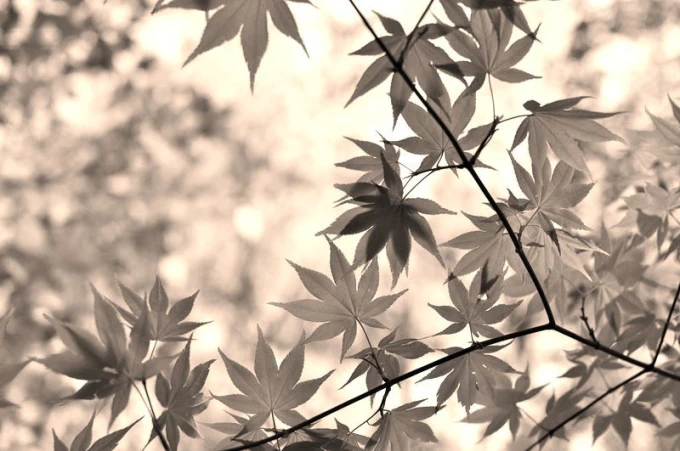 Wall mural in interesting leaf colors FP 776 - Graphic design. Leaves in various shapes and shades of green.