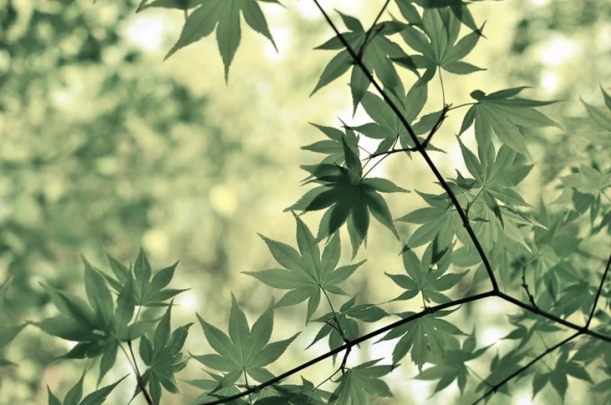 Wall mural in interesting leaf color FP 776 - Graphic pattern. Leaves in various shades of green, delicate design.