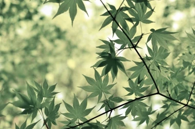 Wall mural in interesting leaf color FP 776 - Graphic pattern. Leaves in various shades of green, delicate design.