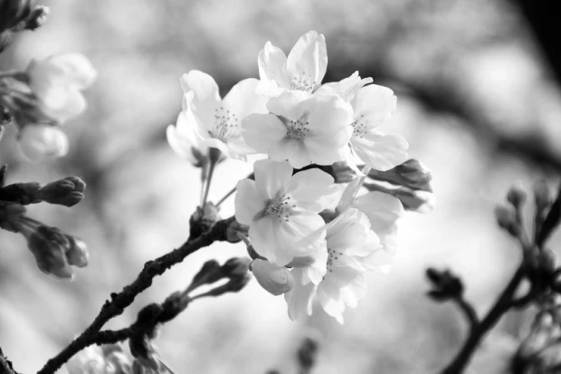Wall mural blooming sakura FP 791 - Graphic design. White cherry blossoms on a dark background with branches.