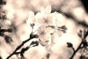 Wall mural blooming sakura FP 791 - Graphic design. Sakura flowers in shades of white and gray.