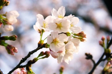 Wall mural blooming sakura FP 791 - Graphic design. Sakura flowers in shades of white with yellow stamens.