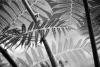 Faux wall mural with fern leaves FP 824 - Graphic design in shades of gray with clear details.