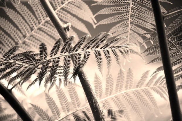 Faux wallpaper with fern leaves in various shades of green, creating a graphic pattern.