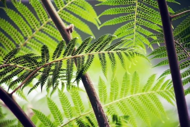 Fern leaves wallpaper FP 824 - Graphic pattern with fern leaves in various shades of green.
