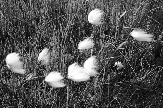 Wall mural featuring cotton grass design. White, fluffy plant spikes among green grass.