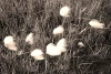 Wall mural featuring cotton grass design. White, fluffy plant spikes against a green grass background.