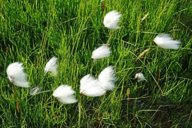 Wall mural featuring cotton grass FP 800 - Graphic design. White, fluffy plant spikes in green grass.