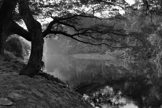 Wall mural of a tree reflecting in a river FP 1392 - Graphic design. Tree with wide branches reflected.