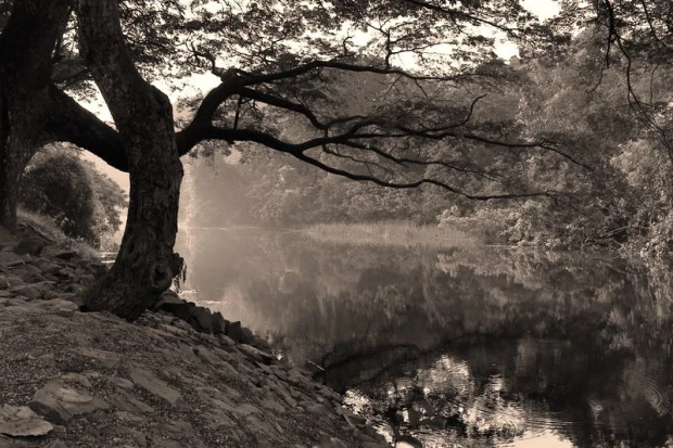 Wall mural of a tree reflecting in a river FP 1392 - Graphic design featuring a sprawling tree.