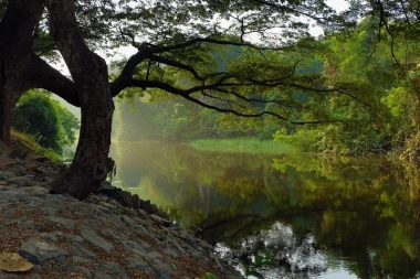 Wall mural of a tree reflecting in a river FP 1392 - Graphic design with a tree and sprawling branches.