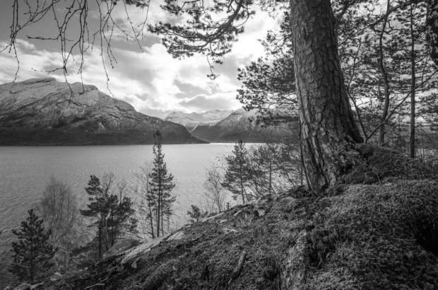 Wall mural of pine trees growing on a rocky lakeshore, featuring trees, mountains, and water.