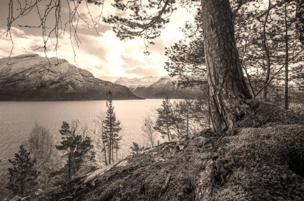 Pine wall mural growing on a rocky lake shore FP 1428 - Designed for a natural setting. Visible details.