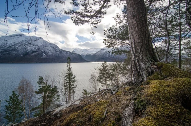 Wall mural of a pine tree growing on a rocky lake shore FP 1428 - Graphic design featuring a pine tree.