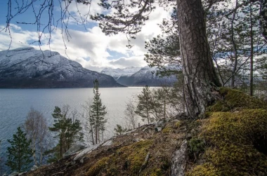 Wall mural of a pine tree growing on a rocky lake shore FP 1428 - Graphic design featuring a pine tree.