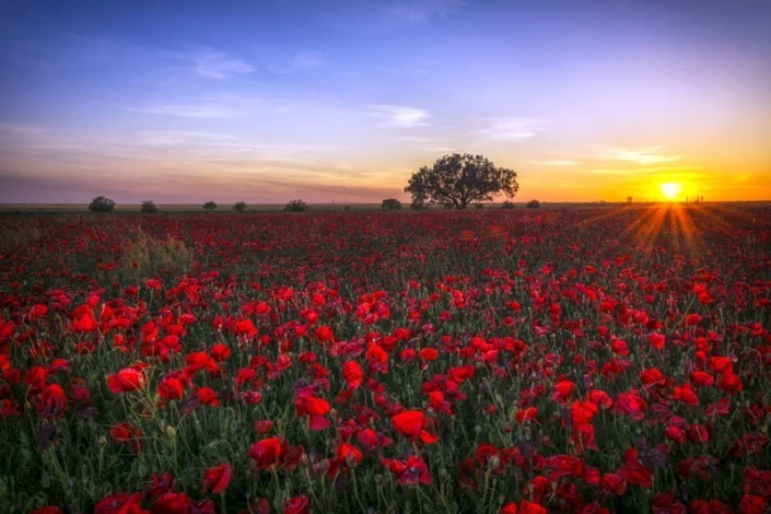 Wall mural of a sunset over a meadow of red poppies FP 1427 - Graphic design. Red poppies on a background.