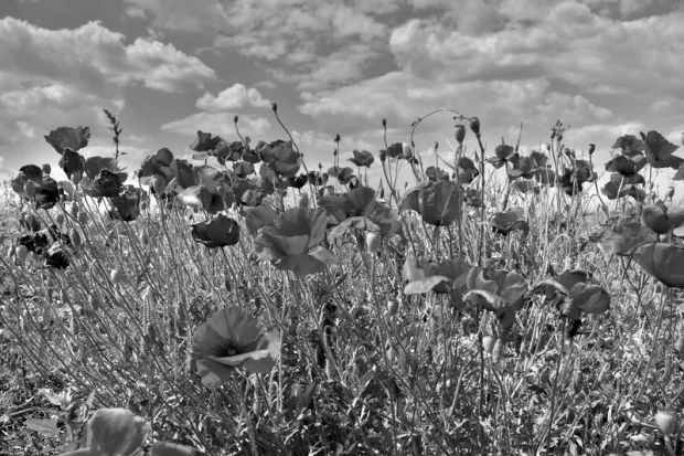 Wall mural of a red poppy field FP 1442 - Graphic design. Red poppies against green grass and blue sky.
