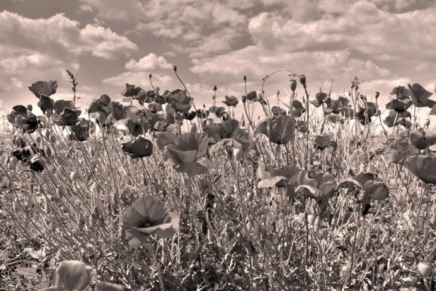 Wall mural of a red poppy meadow FP 1442 - Graphic design. Red poppies against a sky with clouds.