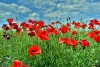 Wall mural of a red poppy field FP 1442 - Graphic design with red poppies on green background and blue sky.