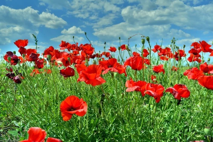 Wall mural of a red poppy field FP 1442 - Graphic design with red poppies on green background and blue sky.
