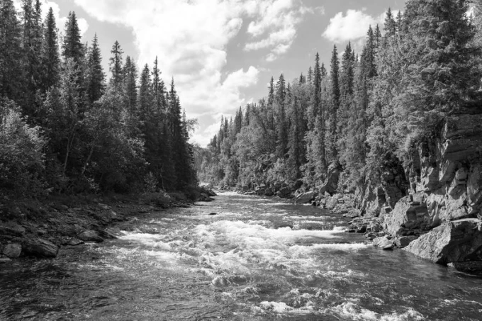 Wall mural of a forest divided by a river FP 1439 - Graphic design featuring a river with waves surrounded by trees and rocks.