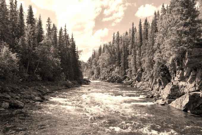 Wall mural of a forest divided by a river FP 1439 - Graphic design featuring a river among trees with flowing water and rocks.